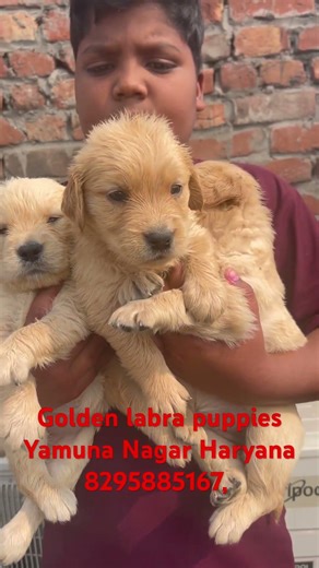 ￼ Labra retriever, all breed puppies available location, Yamuna Nagar, Haryana, normal price