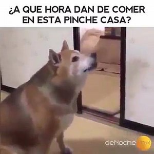 #Averakioras? :v | Lobo Domestikdo
