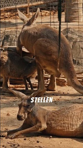 🦘 Australien – mehr Kängurus als Menschen