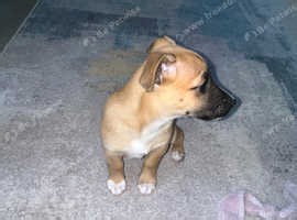 Female Jack russell - £600