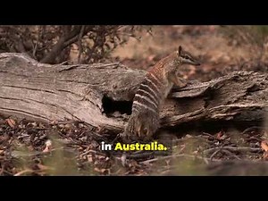 Australia's Unique Indigenous Mammals: A Comprehensive Overview