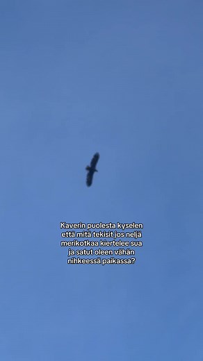 Merikotkien uhka: Mitä tehdä jäällä?