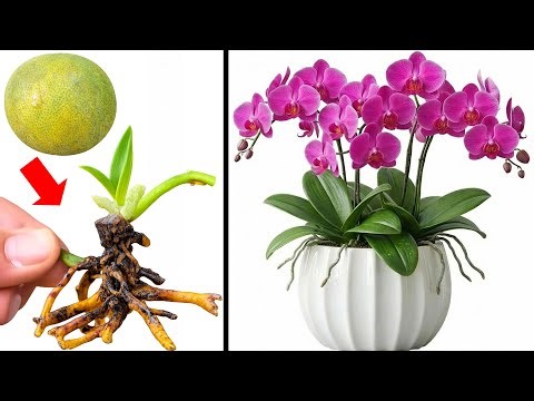 Grapefruit Trick to Restore Orchids, Boost Sprouts & Flowers
