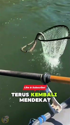 Lihat Arah Kepala Ular ini! BAHAYA!