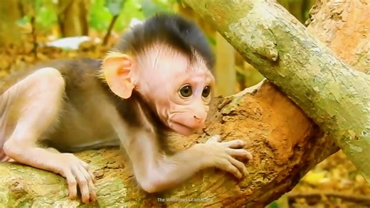 Watch what happens when a baby animal takes its first steps