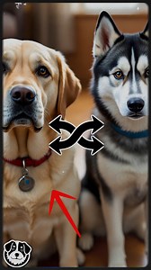 Cual seria la mezcla entre un labrador y un husky? #mascotas #perros #labrador #husky #fblifestyle | Canes con Carisma