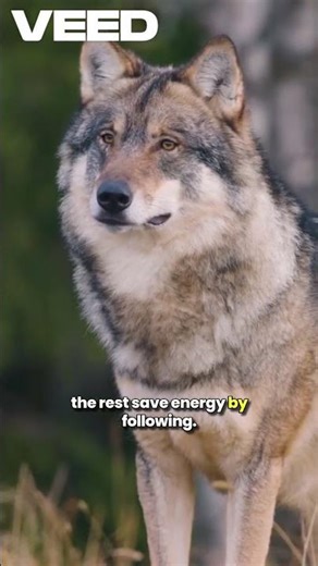 Why Wolves Travel in Single File Lines 🐺➡️