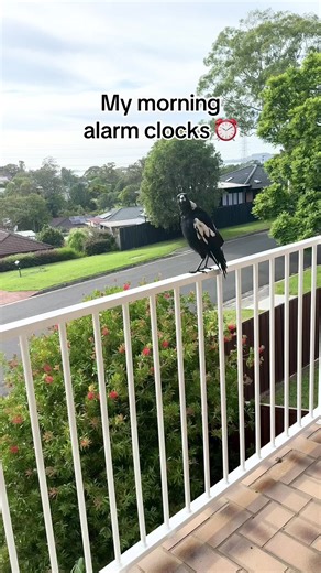 Wake Up to Charming Magpie Songs in Australia
