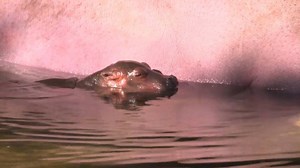 2.7M views · 35K reactions | For the first time in 13 years, a...