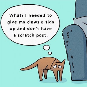 62K views · 649 reactions | Does your cat scratch the furniture? Don't punish your cat - they're not being naughty and you may make the behaviour worse. For more advice, visit: www.cats.org.uk/scratching | Cats Protection | Facebook