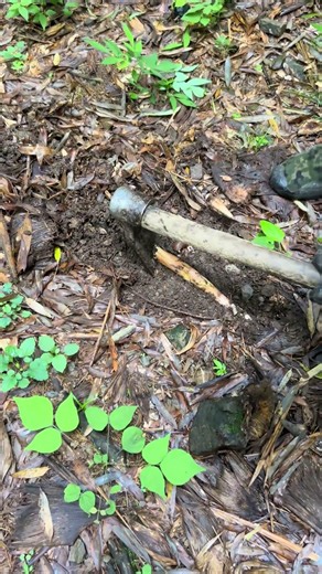 Whip-like jade #Agriculture #New Farmer Plan 2026 #Rural Life #Outdoor #Digging for Bamboo Shoots
