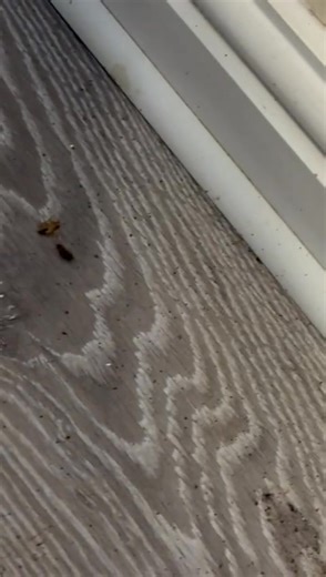 🚨 Recently Attended Job – German Cockroaches 🚨 We recently attended a job in Lincolnshire dealing with German cockroaches, one of the most common and challenging cockroach species found in homes and commercial premises. 🪳 Did you know? • German cockroaches are small, fast-moving, and usually light brown with two dark stripes behind the head. • They prefer warm, humid areas such as kitchens, bathrooms, and behind appliances. • They reproduce very quickly, meaning a small problem can turn into 