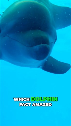 1.1K views · 11 reactions | Most people know the bottlenose dolphin, but there are over 40 dolphin species! They live in oceans and some rivers. Despite their intelligence, they face threats from pollution and habitat loss. Which dolphin fact amazed you the most? #dolphins #marineLife #oceanFacts #animalConservation #wildlife | Mind Orbit Facts | Facebook