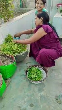 time per vegetable harvest kar lena chahie |terrace garden |kitchen garden |#garden #farming #shots