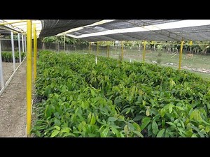How to propagate cocoa (cocoa tree nursery) propagative growth stages