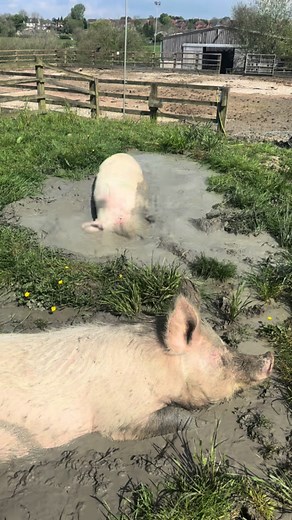 Adorable Pigs Enjoying a Mud Bath at Sanctuary