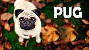 79K views · 1.2K reactions | Pugs are Chinese dogs, which are popular...