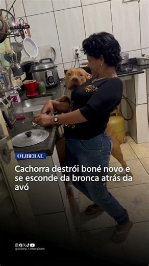 Cachorra destrói boné novo e se esconde da bronca atrás da avó