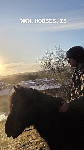 30 reactions | Horseback riding tours in Reykjavik Online booking WWW.HORSES.IS #islenskireiðhesturinn #icelandicadventure #volcaniclandscape #theicelandichorse #islenskihesturinn thetöltmustgoon ridingisfreedom welovehorses smallgroups visiticeland icelandtrip adventure reykjavik Iceland thetölt tölt tölt tølt | Íslenski Hesturinn - The Icelandic Horse | Facebook
