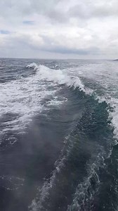 82K views · 1.3K reactions | The first trip to Seal island on Dolly P and the Dolphins came for a little play | St Ives Boats - Dolly P | Facebook