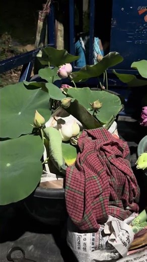 From now on, tree delivery has started. You can get such lotus trees from your home in Durgapur. ...