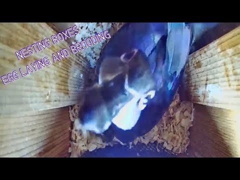 Wood Duck Nesting Boxes: Brooding (In box footage!)