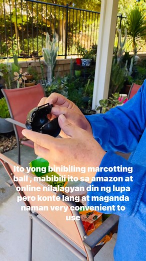 Love to do marcotting or air layering for my fruit trees without pruning. There are so many ways to do marcotting or air layering using different materials to achieve good results and one of the material use is marcotting ball #loveplanting #enjoygardening #enjoymarcottingorairlayering @fel francia | Fel Francia