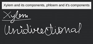Xylem and its components, phloem and it's components... | Filo