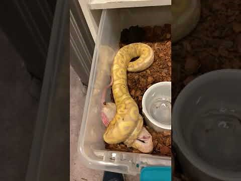 Ball python live feeding
