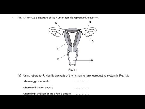 Sexual Reproduction || Biology Exam Revisions