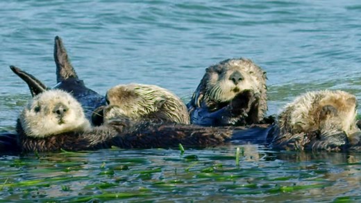 Snoozing Otters Offer a Well Deserved Respite From Your Day