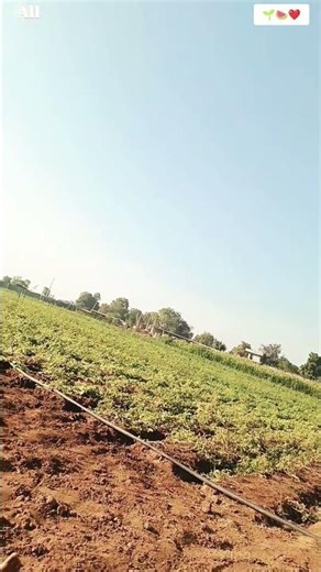 farming#farming#FYIP#viral😮#shorts💥#shortsfeed#feed#ytshort