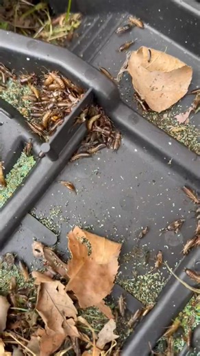 While performing an inspection around a clients house we came across these little guys better known as earwigs. | Mario’s Pest Control