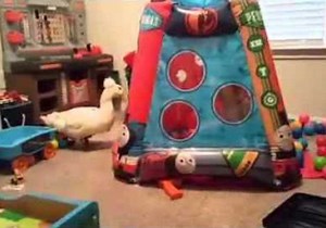 Adorable Toddler Plays With Pet Duck