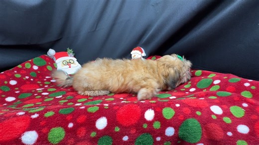 Peekapoo puppy for sale