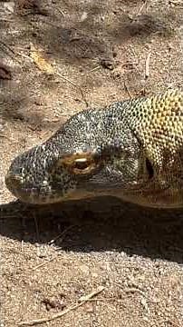 Zoo Day | Komodo Dragon