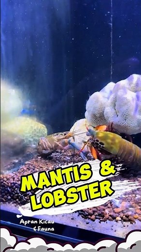 The Real One Punch Man! Udang Mantis vs Lobster #udangmantis #mantisshrimp