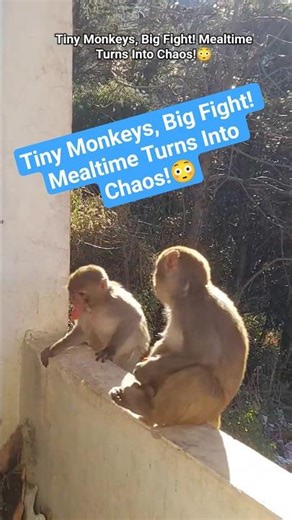 Tiny Monkeys, Big Fight! Mealtime Turns Into Chaos!#monkey #wildlife #animals#wildanimal#shortsfeed