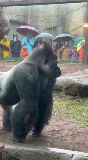 Gorilla Reacts to a Box of Bananas: A Priceless Moment!