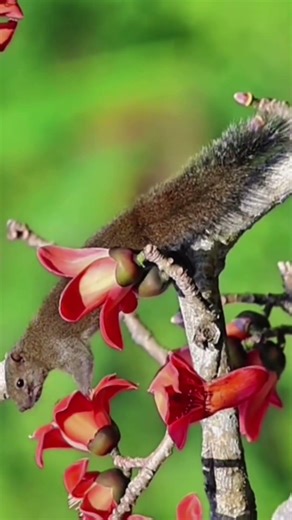 Squirrels call their pack to go eat rice flowers.