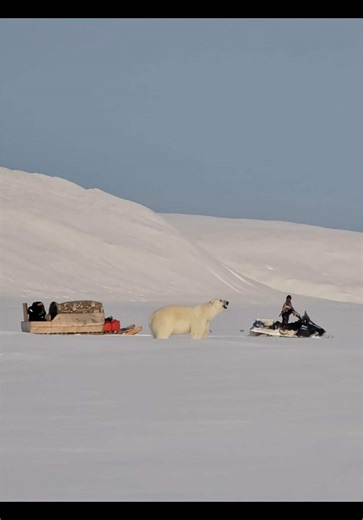Exploring Inuk Life with Polar Bears and Arctic Wolves