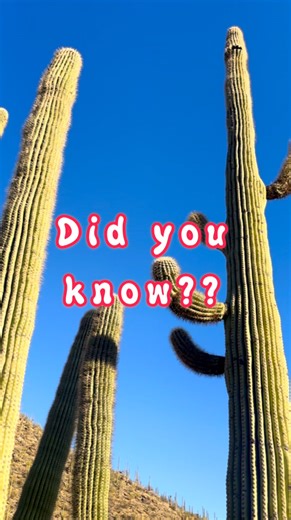ᔕonoran Roᔕie desert herbals | 🌵 The largest cactus ever recorded in the entire world was a saguaro cactus that was 78ft tall and blew over in a storm in 1986. These... | Instagram