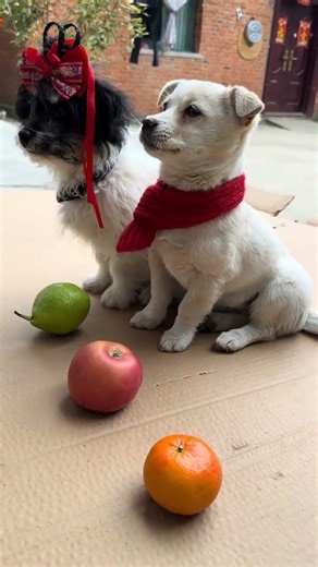 Amazing! Puppies Can Identify Colors Too