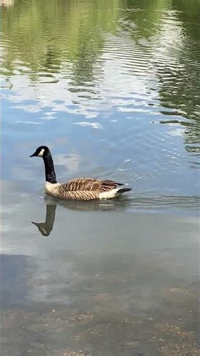 Wow! Who knew This Lake Was Here! #travel #short #explorelearngrow #naturetrail #leisure #birds