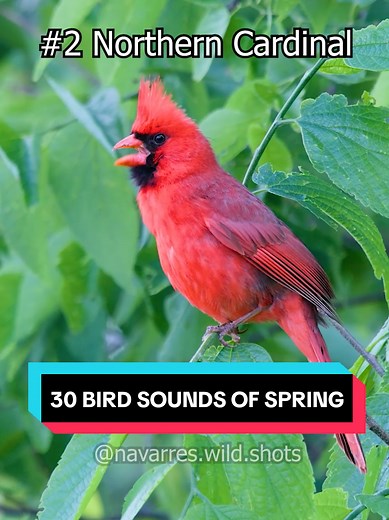 30 Bird Sounds of Spring You Can Hear in the Eastern US