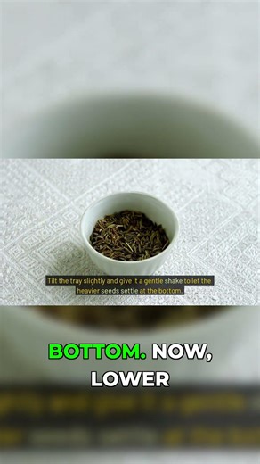 Master the Winnowing Technique for Perfect Basil Seeds #gardening #basil #hacks