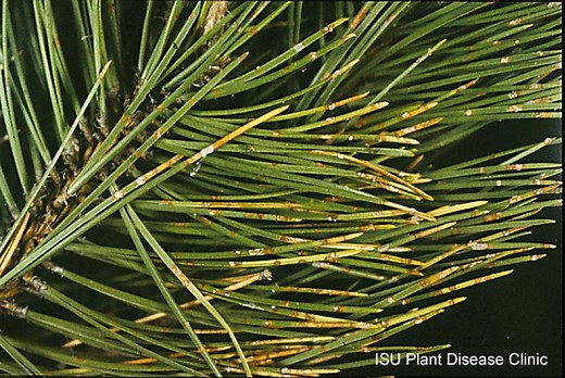 Dothistroma Needle Blight