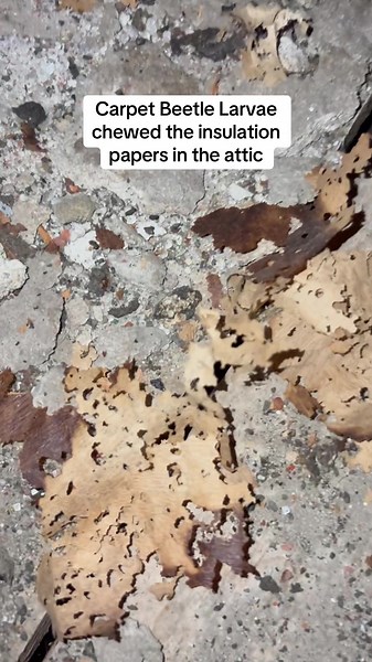 Pest Solution Services (@pestsolutionservices)’s videos with original sound - Pest Solution Services