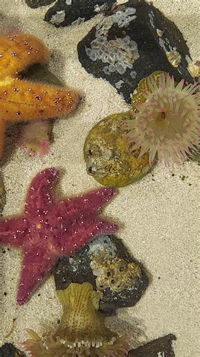 7.1K views · 49 reactions | Happy Friday, #scientists  Check out this time-lapse video of our new Accessible Tide Pool! Included in general admission. ️ : Ivan Arce #PacificScienceCenter #TidePools #CuteAnimals #Starfish #SeaAnemones #ScienceRocks | Pacific Science Center | Facebook