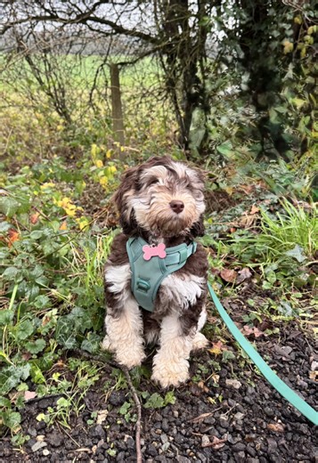 Muddy walks 🐾 #cockapoooftiktok #dogtiktok #cockapoos #dogsoftiktok #puppydog